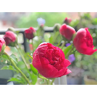 ֱ������ǰ���ݵĲ�ͬ��̬