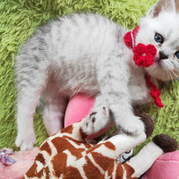 �ۣ�������è������