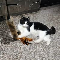 ��ī��������è��������