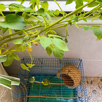 ����Ķ�ֲ����԰