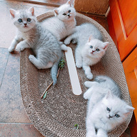 ��һ���ÿ��������ץʱ��������è��