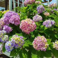 �����������С�ɰ�������