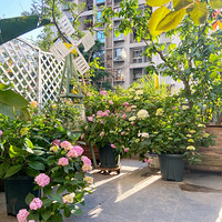 ��������չ��ľ��