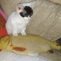 ��ɵ����Ȧ��ţè������Ե������