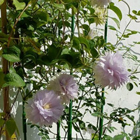 Ϊ�ҵ���������һ��