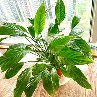 ���ƻ������İ��ƾ��ǲ������������ָ��