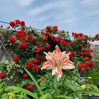 ��̫���� ����ɹ���� �ٺ�