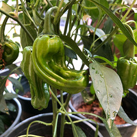 ������ݡ��߲˼�fafa��