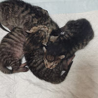 ����ϵ��