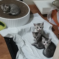 һ�Ѹ�����Сèͻ��è����ʹ���־���