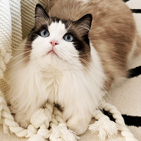 2��2è�ľ�װ����Ϯ�ˣ�������Ҫ�ĸ���ֵ+�����У�