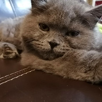 ��ëè�������������ɿ�