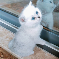 ������è��ȷʵ��ϲ������