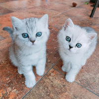 �����������è�䡣̫����̫����