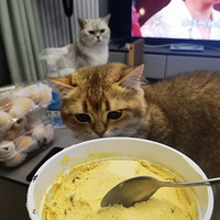 �ֹ���һ��ʱ���ˣ�����Ҫ��ʼ��fensi�������Ǽ�è���ǵĽ����ˣ�