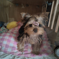 �����Ұ�����һֻСԼ���������