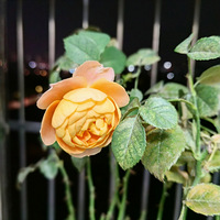 ���ſ��žͱ�ɫ�Ĺ�֭��̨