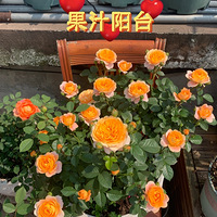 �ҵ�¶̨С��԰��