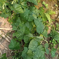 �Ҳ�������ֲ�