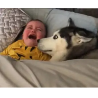 ΪɶСʱ򱻺겻ǳ𣬷Ұ󱧱