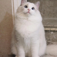 Խ��Խ���Ĳ�żè