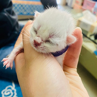 ������è������