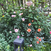 ����Ļ�԰��������¼һ��