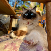 ��������ɫ��ż���õ����ʻ�����ˡ�