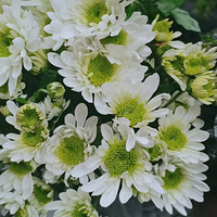 520��С�գ�����ɫ�����ģ��л����ɵ����Ӻ���