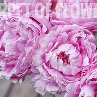 ���·ݤο���