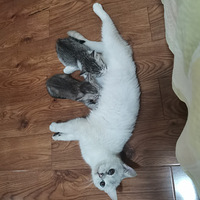 �����²���С��è����������è��������������