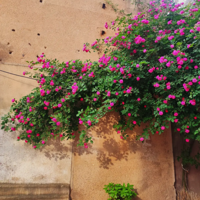 �Ϸ��ӱߵ�Ǿޱ������ʢ