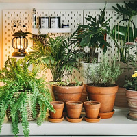 ����1ƽ��Ҳ��ӵ��Сɭ��