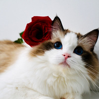 С����Ҳ��Ҫ��ʽ��