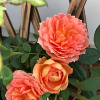 ԭ�����¼���Ϊ�˿��������ڳ�������������