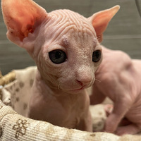 ���ô�˹�ҿ�˹è��ëèС����