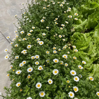 ���Գ��շ�������������Ľһ��  ��ĺܹ�