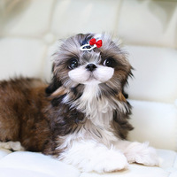 ��ϲ����ʩ��������