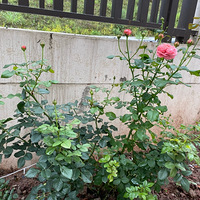 �����ǳ�������õ�������ʽ