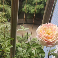 �����Ī�ο�����¼���һ����һֱ���µ���