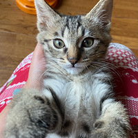 ���ѱ�������Сè�޳�����