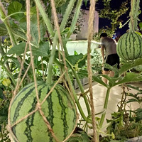 ���ĵ�ҹ�������ϳ��ò���