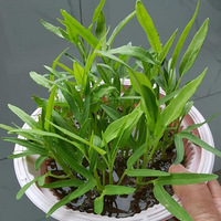 ��̨��ͺ�ˮ����Ĳ�