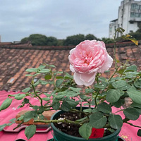 2022�괺����¼