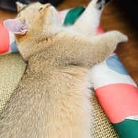 ������Ǹ�Сçç