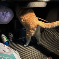 ������8ֻ����èè �� ��