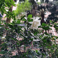 ��һ����Ҷ��&���ƴ�����ӻ�