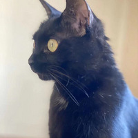 ���˺�ɫĸè��С��è������