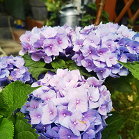 ����֮�ˣ����绨�á����귫������������