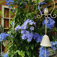 ��ѩ����Ʊ��